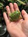 Ceratophrys cranwelli matcha 40012 фото 1