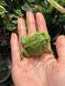 Ceratophrys cranwelli matcha 40012 фото 2