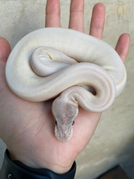 Королевский питон белый (Super mojave het albino)  320802 фото