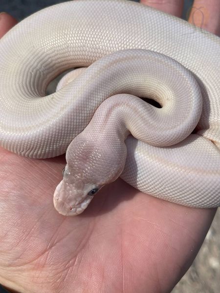 Королівський пітон білий (Super mojave het albino)  320802 фото