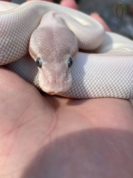 Королівський пітон білий (Super mojave het albino)  320802 фото