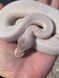 Королевский питон белый (Super mojave het albino)  320802 фото 3