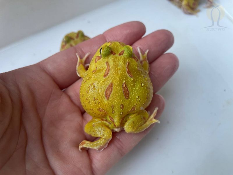 Жаба рогатка (лат. Сeratophrys cranwelli) желтая | Рогатка Кранвела 40003 фото