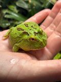 Ceratophrys cranwelli matcha 40013 фото