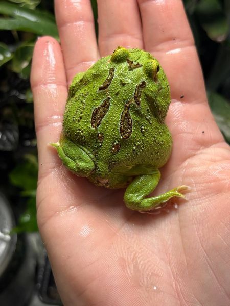 Ceratophrys cranwelli matcha 40013 фото