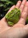 Ceratophrys cranwelli matcha 40013 фото 2