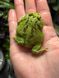 Ceratophrys cranwelli matcha 40013 фото 3