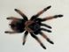 Павук птахоїд (лат. Brachypelma Emilia) Самка 20002 фото 3