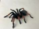 Паук птицеед (лат. Brachypelma Emilia) Самка 20002 фото 1