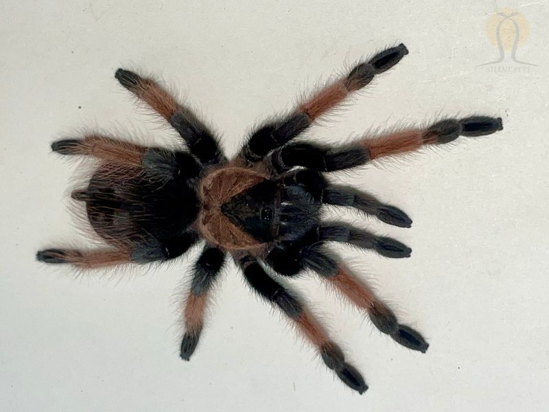 Павук птахоїд (лат. Brachypelma Emilia) Самка 20002 фото