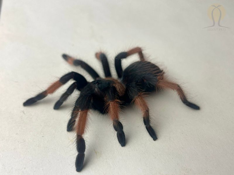 Паук птицеед (лат. Brachypelma Emilia) Самка 20002 фото