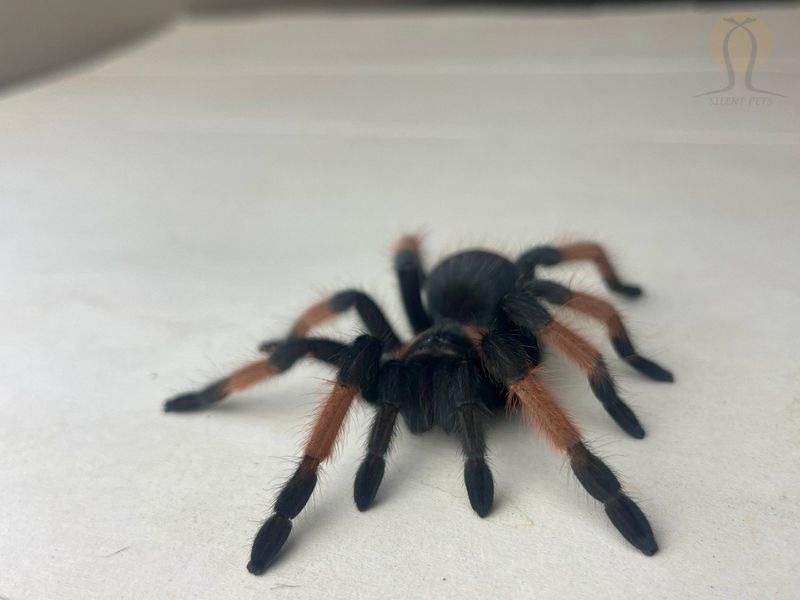 Паук птицеед (лат. Brachypelma Emilia) Самка 20002 фото