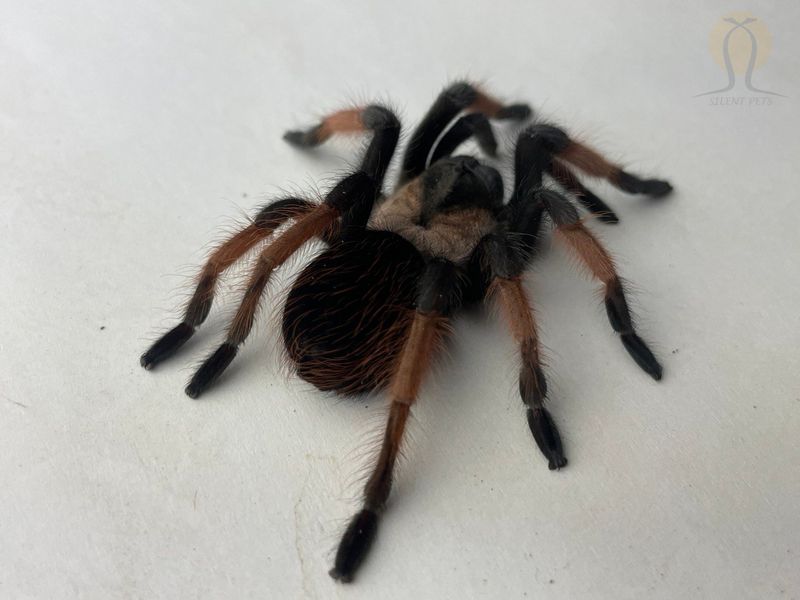 Павук птахоїд (лат. Brachypelma Emilia) Самець 20003 фото